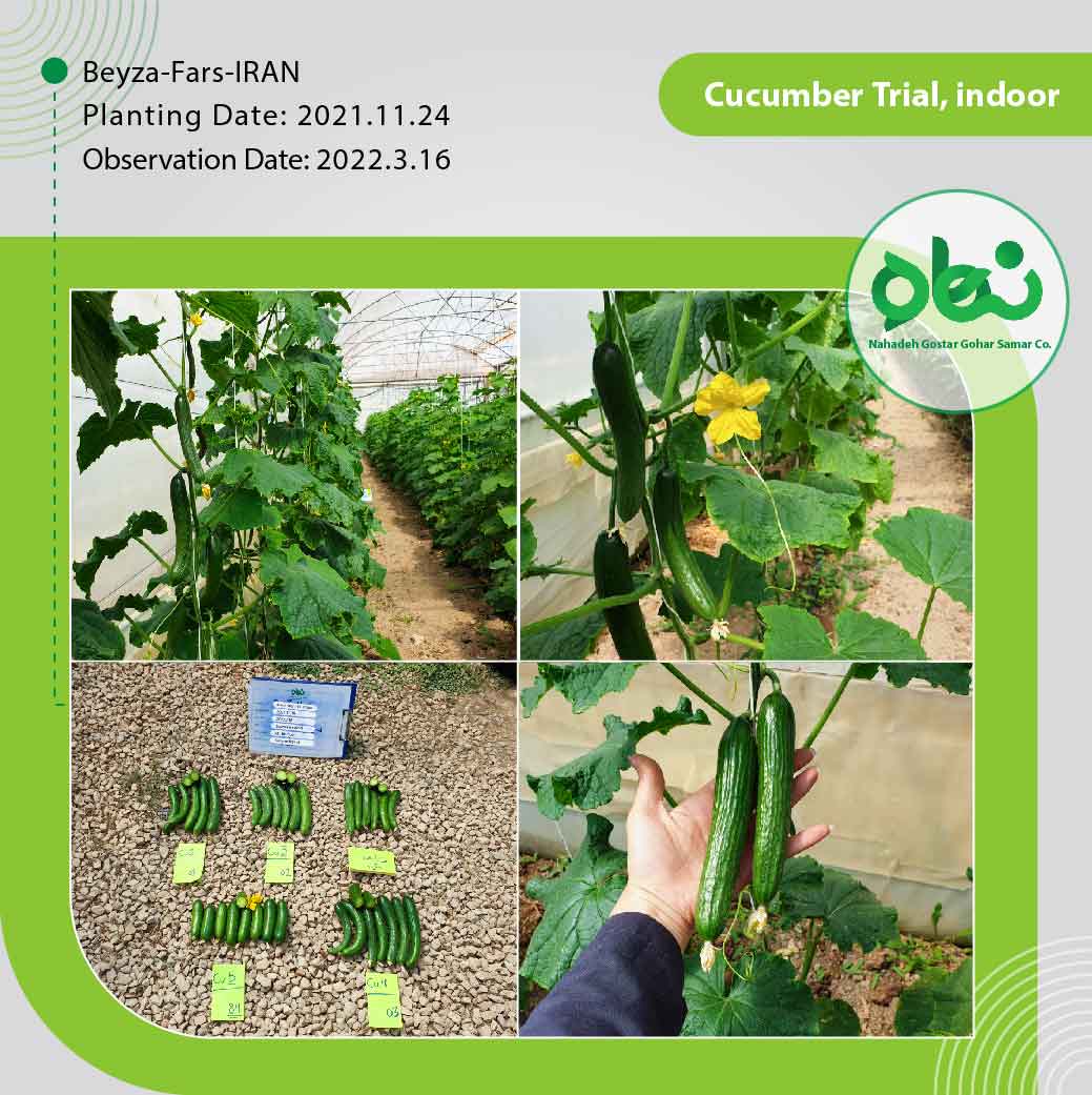 Cucumber Trial indoor(2)